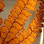 Felci Ochre Fern