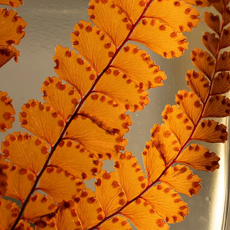 Felci Ochre Fern