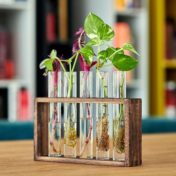 Provetta : station de multiplication des plantes avec 5 tubes à essai